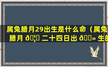 属兔腊月29出生是什么命（属兔腊月 🦈 二十四日出 🌻 生的命怎样）